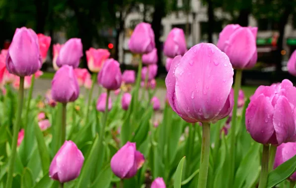 Картинка капли, весна, Тюльпаны, розовые, pink, tulips, drops, spring