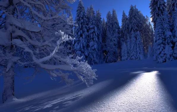 Зима, лес, снег, деревья