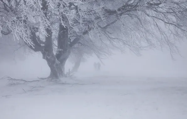 Картинка зима, снег, метель