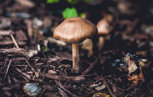 Картинка лес, листья, гриб, шляпка