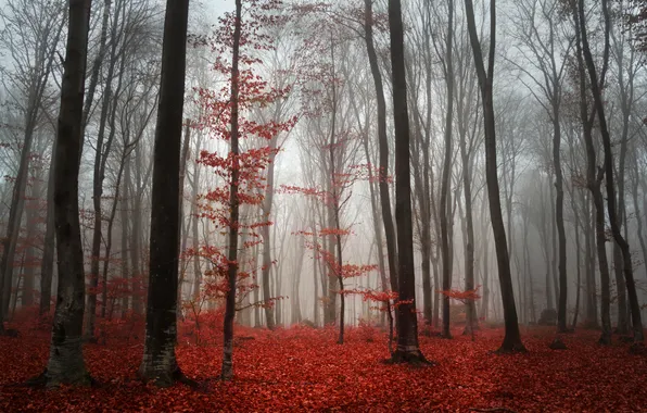 Картинка осень, лес, туман, листва