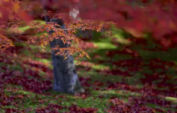 Осень, листья, макро, фокус, Дерево, размытость, красные, оранжевые