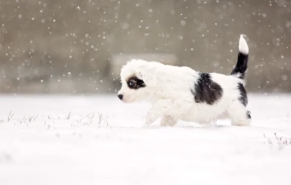 Картинка dog, snow, eye, snowing, suspicious, alert