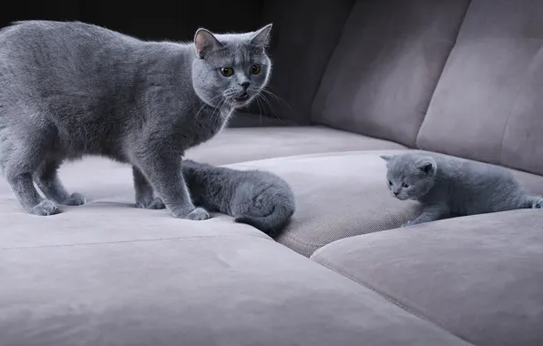 Кошка, взгляд, кошки, котенок, диван, котята, забота, мама