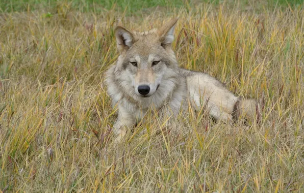 Картинка nature, predator, animal, wolf, wildlife, portrait, portrait., Canis lupus. face
