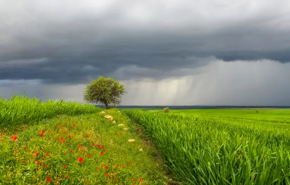 Картинка небо, трава, пейзаж, цветы, тучи, дождь, дерево, луг
