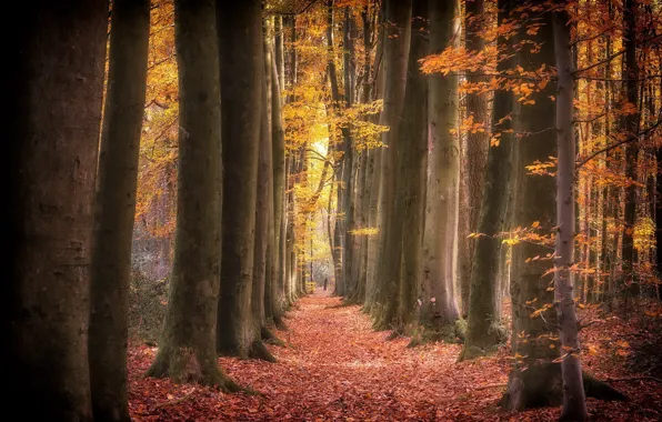 Осень, природа, парк