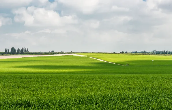 Зелень, небо, трава, green, Поле, sky, field