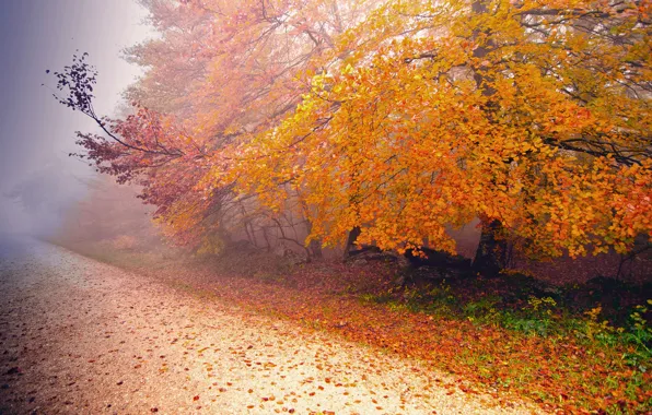 Картинка дорога, осень, природа, туман, дерево