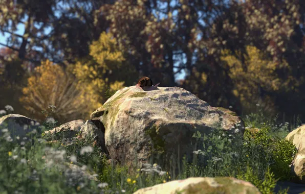 Природа, камни, растительность, улитка, real rocks