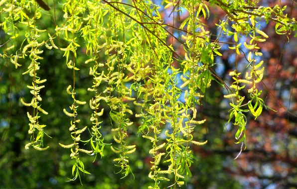 Tree, leaf, twig