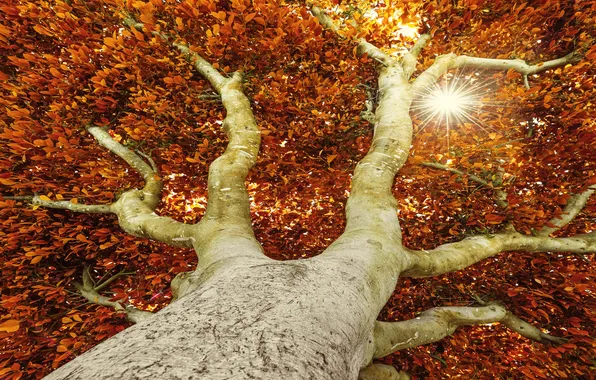 Осень, листья, солнце, дерево