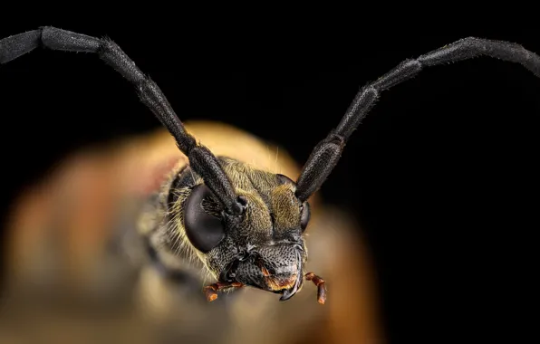 Картинка макро, насекомое, Черноногая лептура