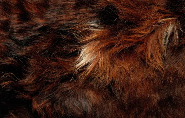 Картинка animal, hair, fur
