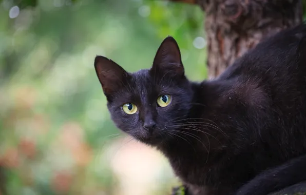 Картинка кошка, кот, взгляд, капли, поза, зеленый, фон, черный