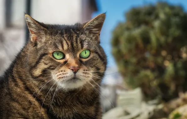 Кошка, кот, взгляд, морда, природа, дом, серый, портрет