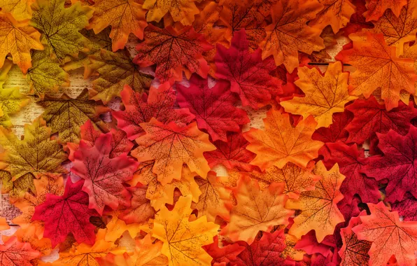 Картинка осень, листья, фон, дерево, colorful, wood, background, autumn, leaves, осенние, maple