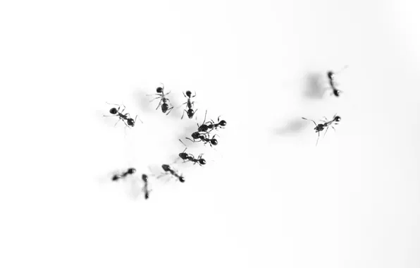 Картинка meeting, talking, ants