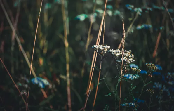 Природа, травы, макро flowers природа