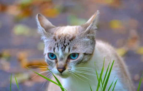 Картинка кошка, трава, глаза, фон, голубые, травинки, в полоску