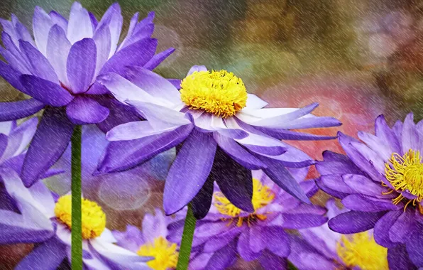 Картинка цветы, водяные лилии