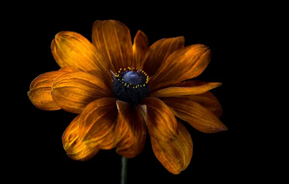 Картинка цветок, тёмный фон, рудбекия