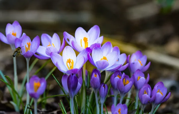 Цветы, природа, пчела, весна, крокусы, сиреневые, боке
