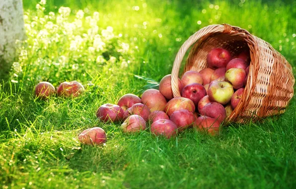 Картинка трава, корзина, яблоки
