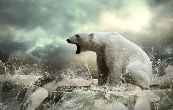 Картинка лёд, медведь, льдины, зверь, белый медведь