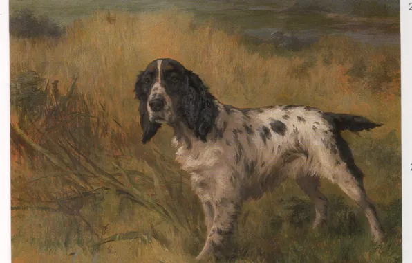 Картинка трава, собака, колосья, EARL