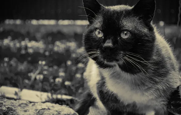 Кот, взгляд, кошки, сиамский, в деревне