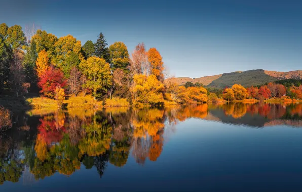 Картинка осень, лес, деревья, озеро, отражение, Новая Зеландия, New Zealand, Lake Tutira