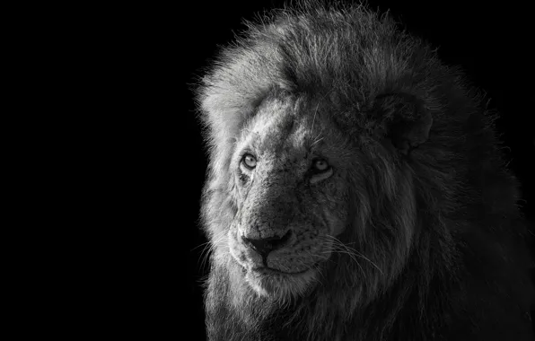 Картинка лев, царь зверей, Lion, king of the animals, James Cai