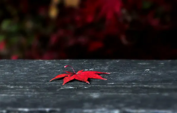 Осень, листья, макро, красный, фон, widescreen, обои, листик