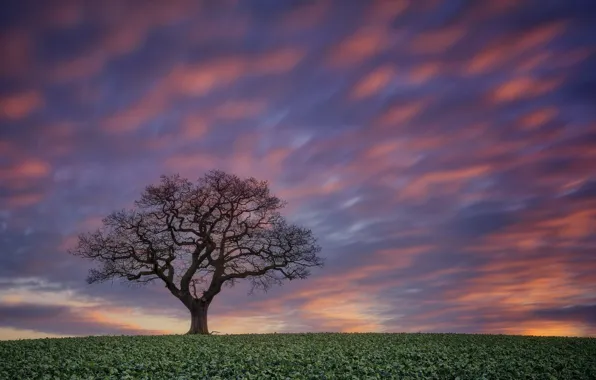 Картинка поле, небо, закат, дерево