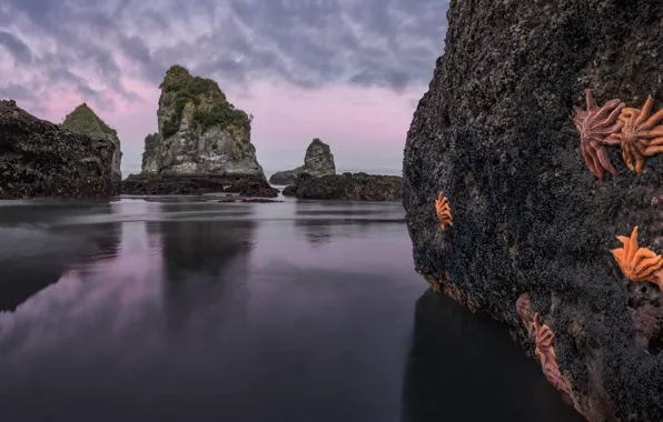 Пейзаж, природа, океан, скалы, Новая Зеландия, морские звёзды, Motukiekie Beach