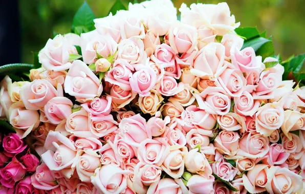 Картинка цветы, розы, бутоны