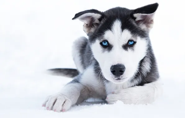 Картинка зима, взгляд, снег, собака, щенок, голубые глаза, хаски