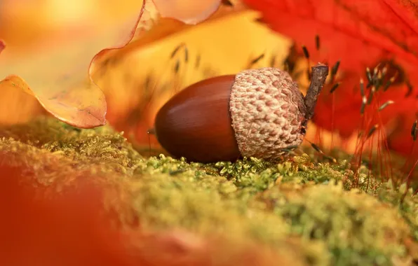 Осень, листья, разноцветные, zoom, жёлудь, у дерева