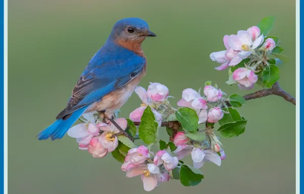 Птица, картина, bird, picture, branch, для печати, for print