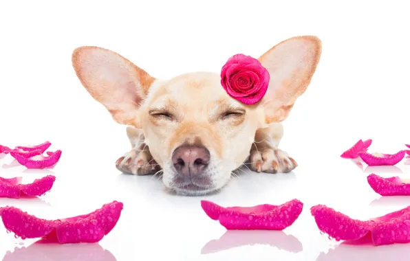 Картинка собака, love, rose, heart, dog, romantic, funny, cute