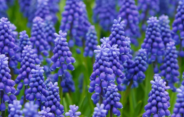 Цветы, гиацинты, hyacinth
