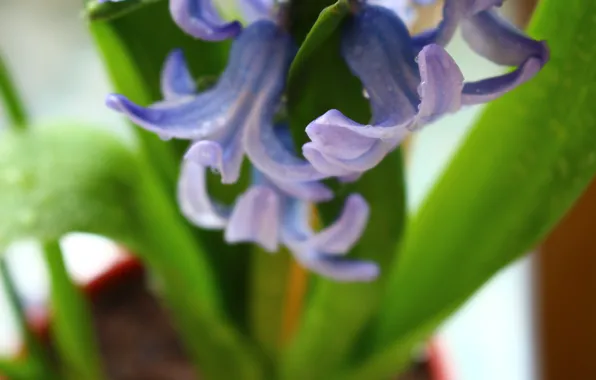 Цветок, фиолетовый, цветы, растение, Макро, цветет, нежно, flower