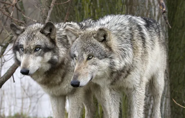 Predator, wolf, portrait, portrait., Canis lupus. face