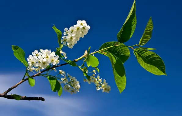 Картинка небо, цветы, Весна, голубое небо, черемуха, цветы черемухи