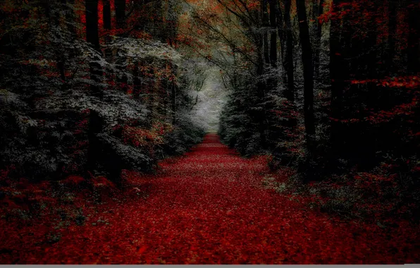 Картинка осень, лес, листья, деревья, дорожка