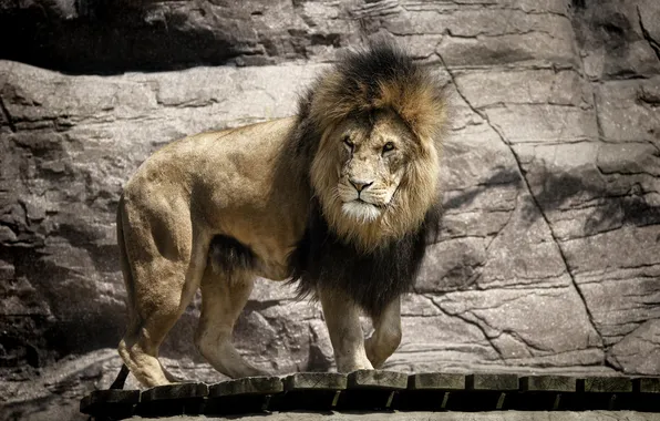 Картинка хищник, лев, грива, дикая кошка, зоопарк