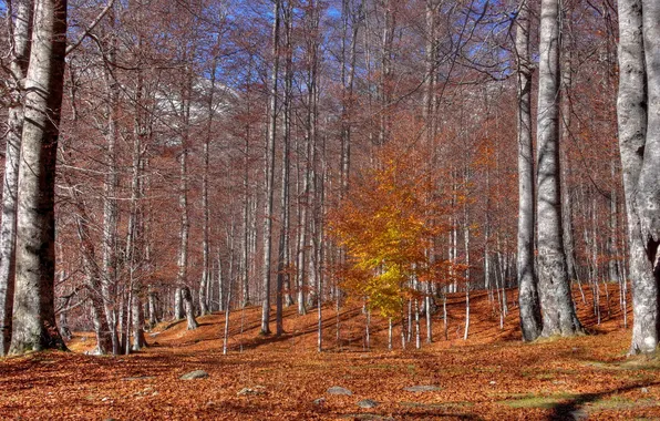 Картинка осень, листья, деревья