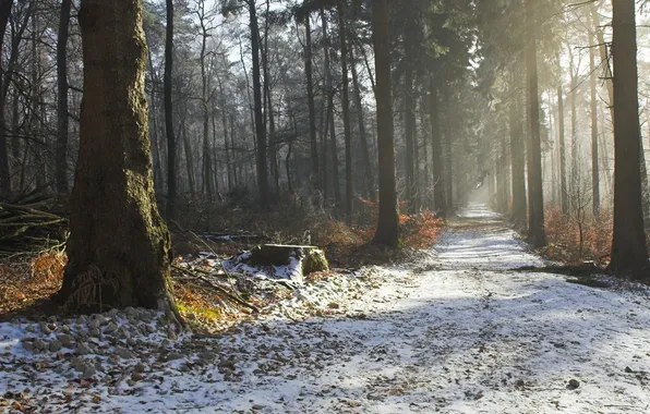 Лес, парк, фото, тропа, аллея, первый снег