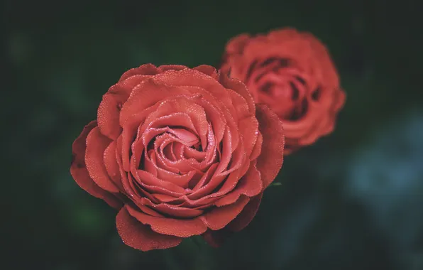 Цветок, роза, лепестки, красная